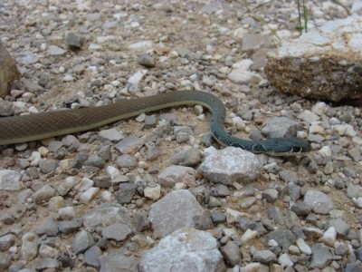 Platyceps najadum dahli